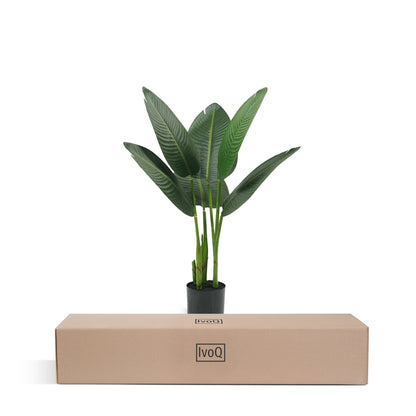 IvoQ Strelitzia Kunstplant 80 cm